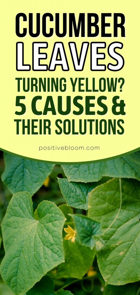 Cucumber Leaves Turning Yellow Causes And Their Solutions