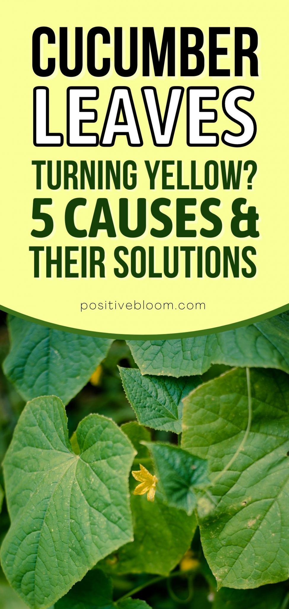 Cucumber Leaves Turning Yellow 5 Causes And Their Solutions 7124