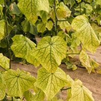 yellow cucumber leaves in garden