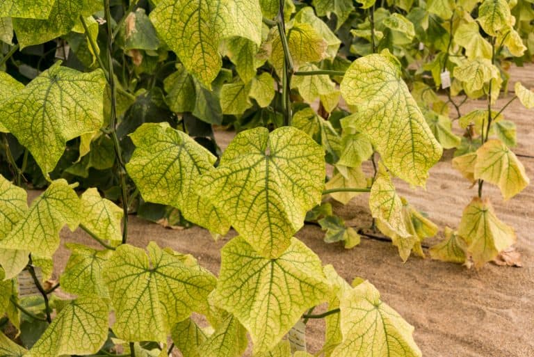 yellow cucumber leaves in garden