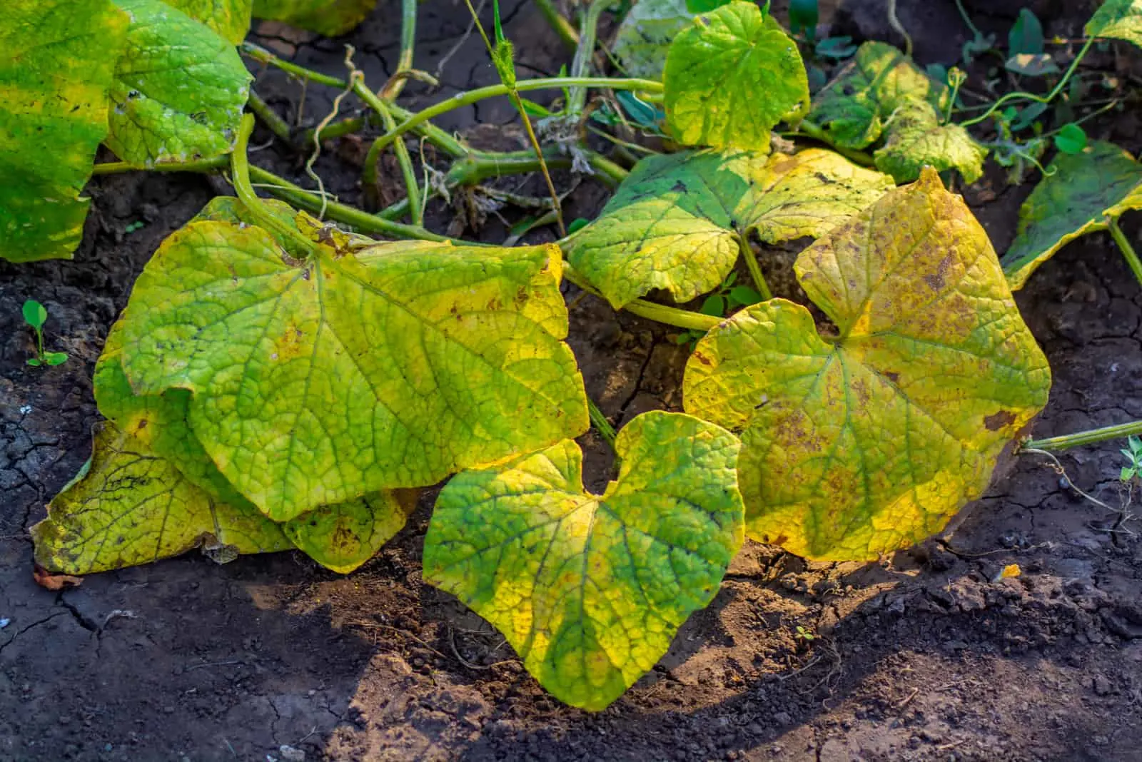 Disease on the cucumber plant in the garden
