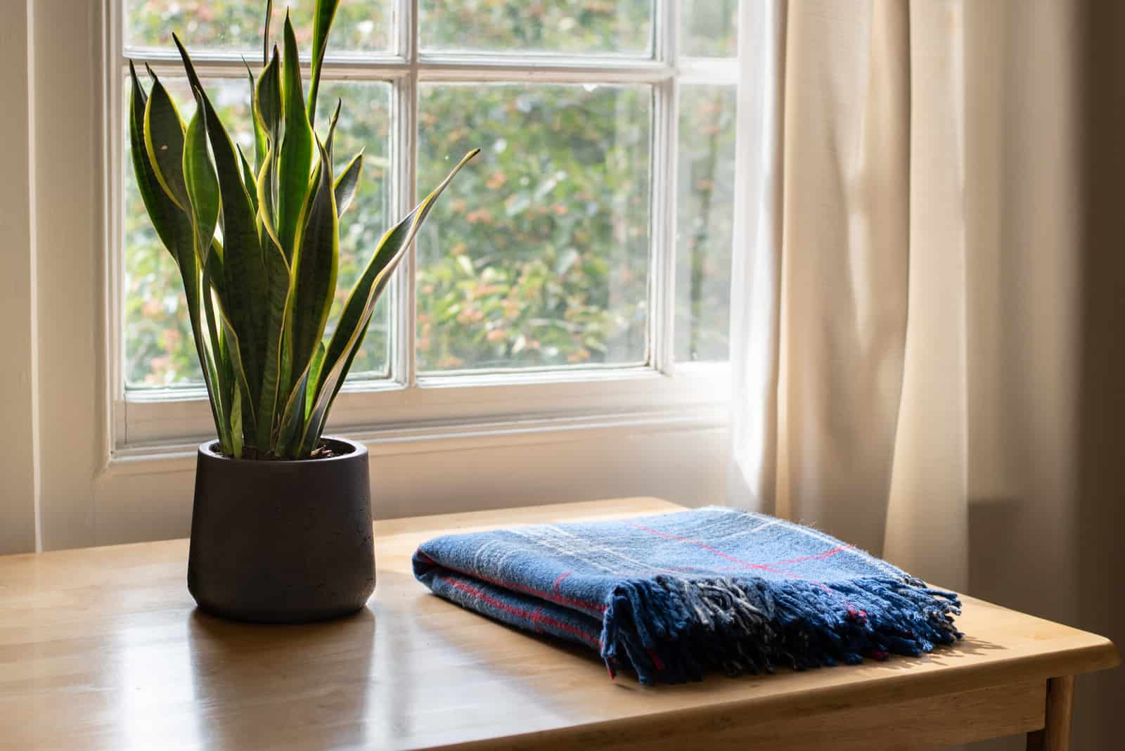 Dracaena trifasciata and blanket by window