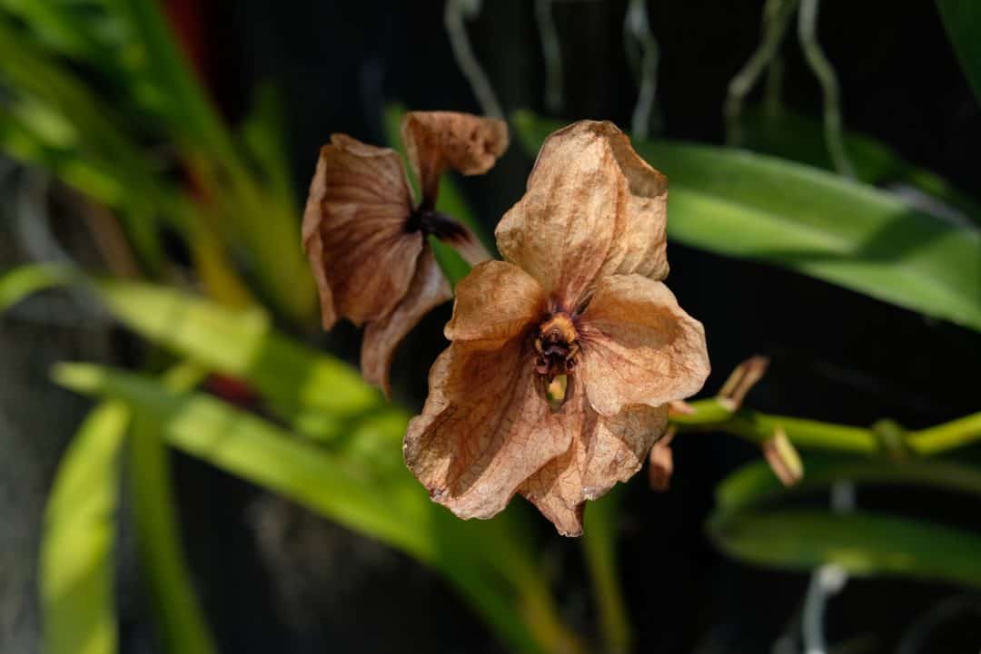 Why Is My Orchid Dying? 11 Reasons And Solutions