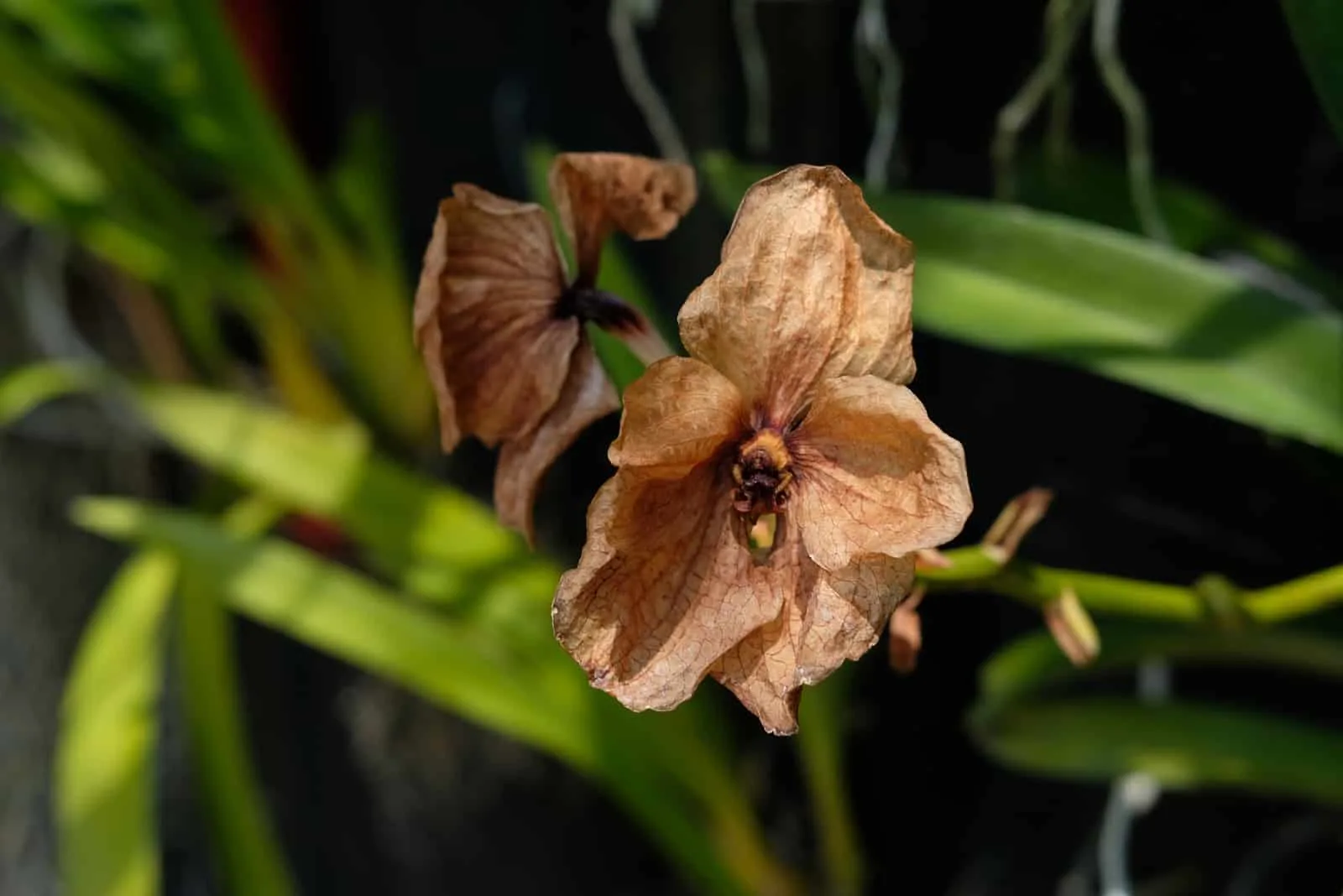 Dried abandoned brown orchid flower