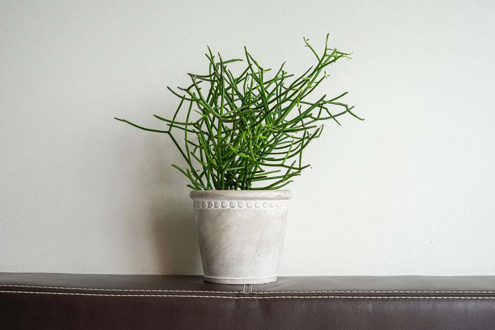 Euphorbia Tirucalli in white pot
