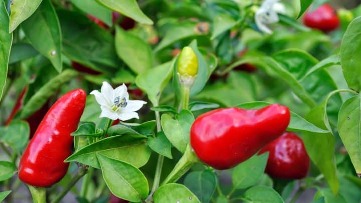 Flowering Peppers: All Your Questions Answered
