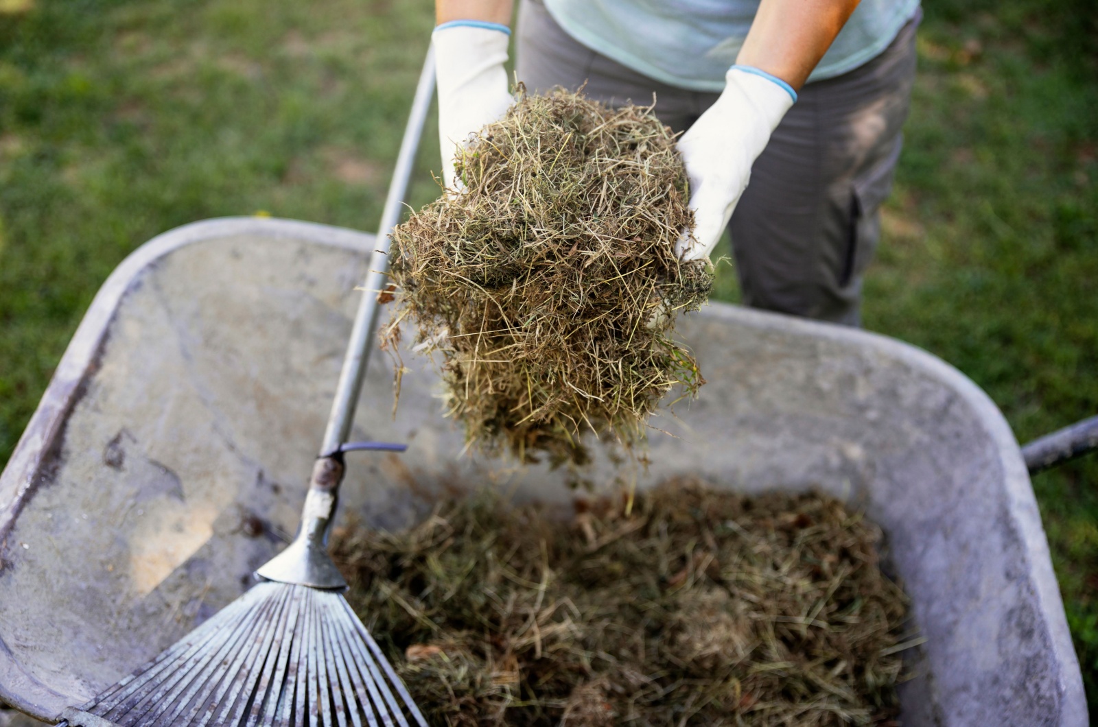 Fresh Grass Clippings