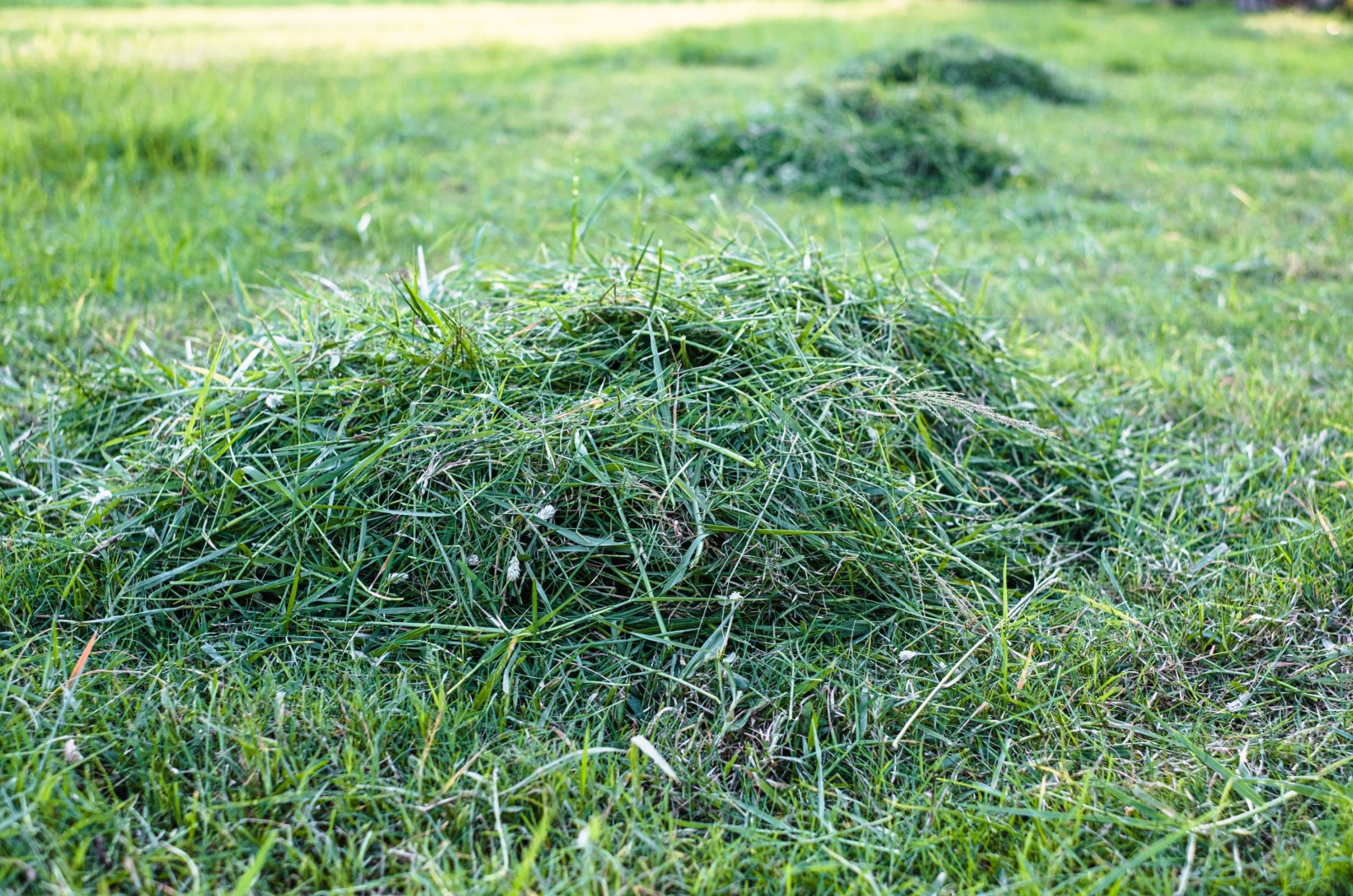 Grass Clippings on field