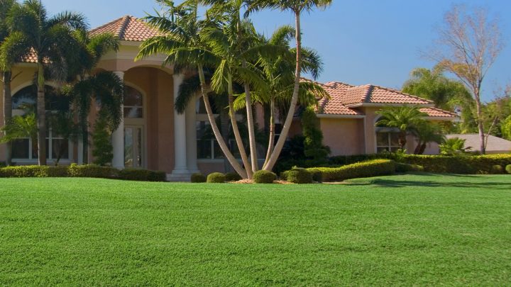 Grass Types In Florida: 7 Top Picks For Your Florida Lawn