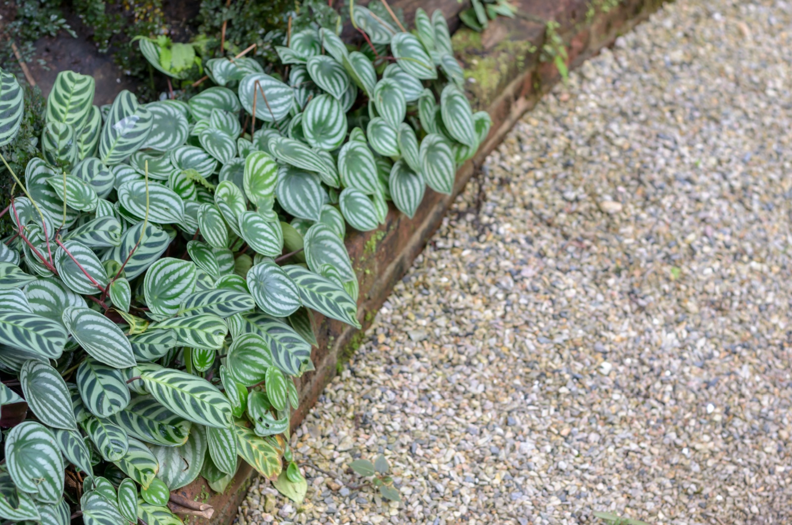 Gravel and plant