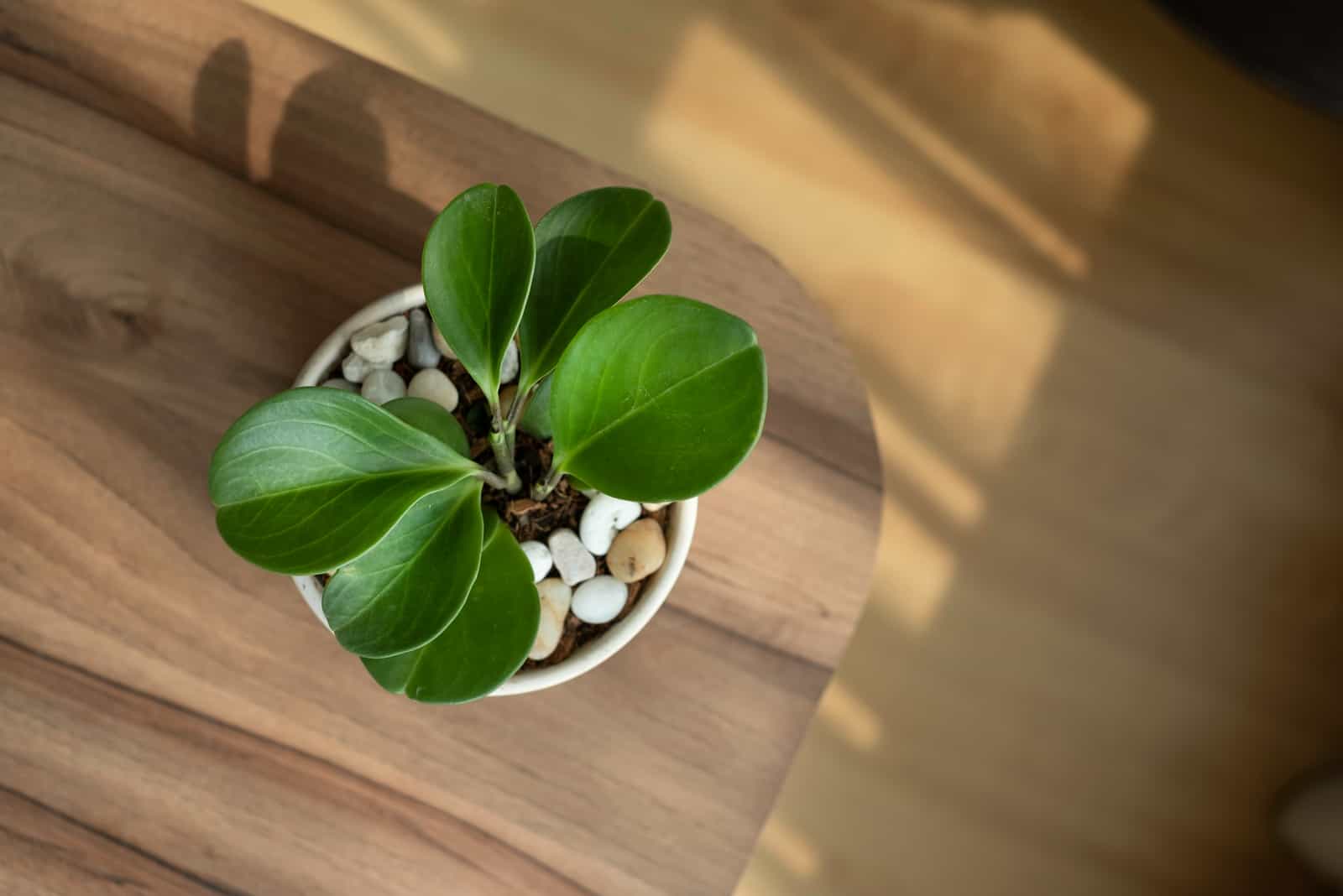 Growing potted Peperomia Plant in apartment