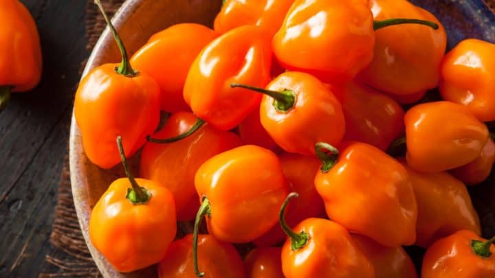 Habanero Orange: Everything You Need To Know