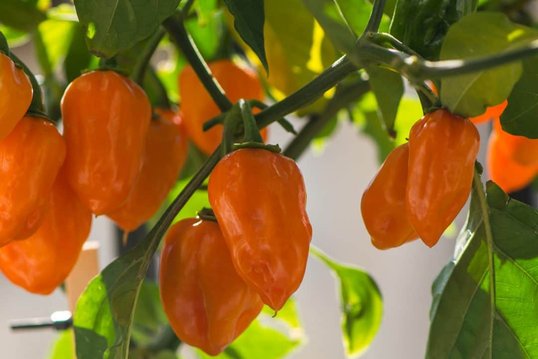 Habanero Orange: Everything You Need To Know