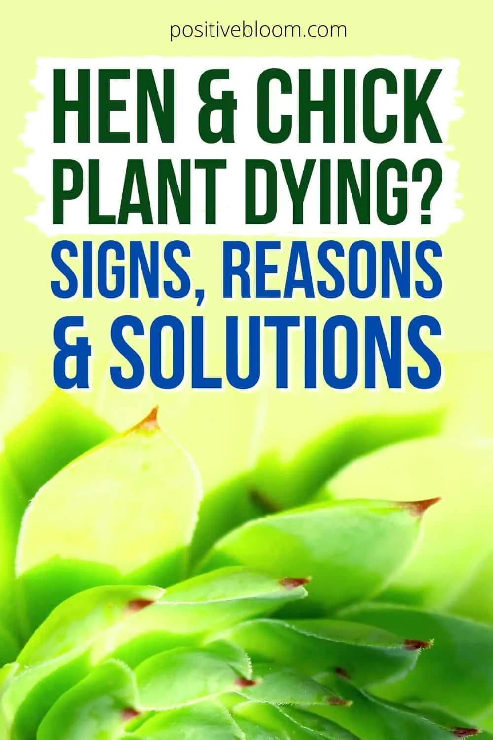 Hen And Chick Plant Dying Signs, Reasons, & Solutions