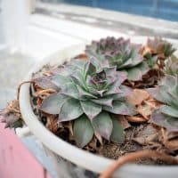 Sempervivum Tectorum dying in white pot