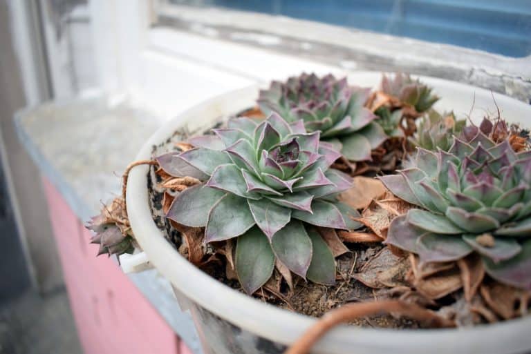 Sempervivum Tectorum dying in white pot
