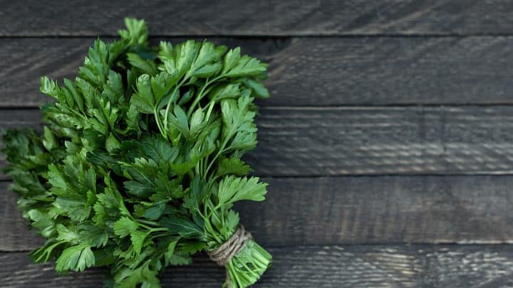 How To Harvest Parsley Without Killing The Plant – 7 Brilliant Tips