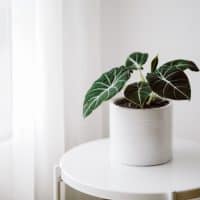 jewel alocasia plant in white pot on the table