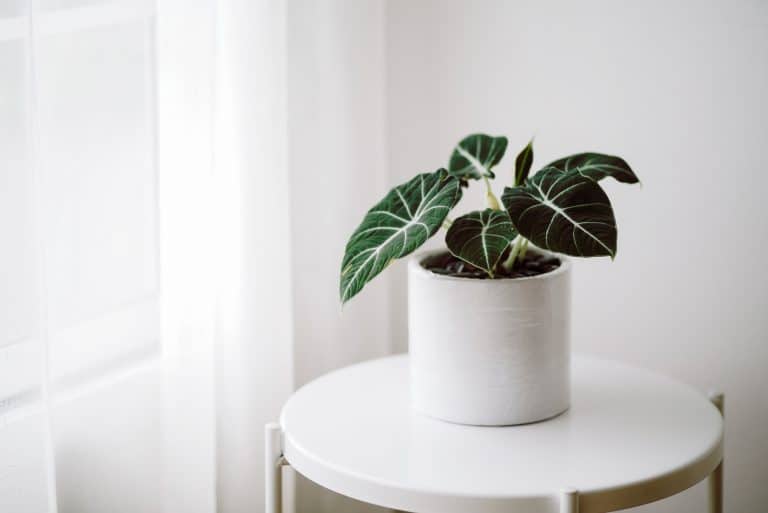 jewel alocasia plant in white pot on the table