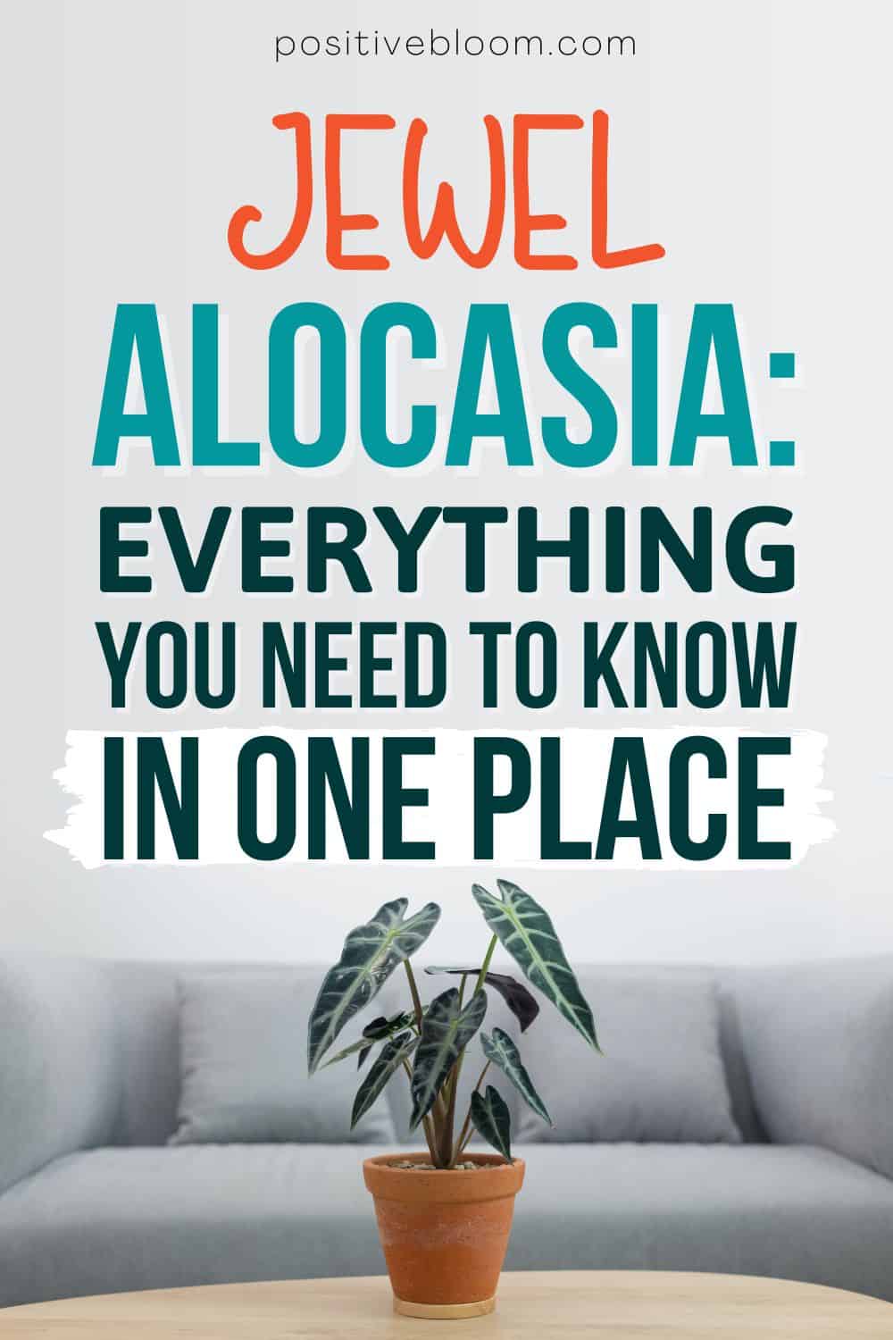 Jewel Alocasia Everything you need To Know In One Place