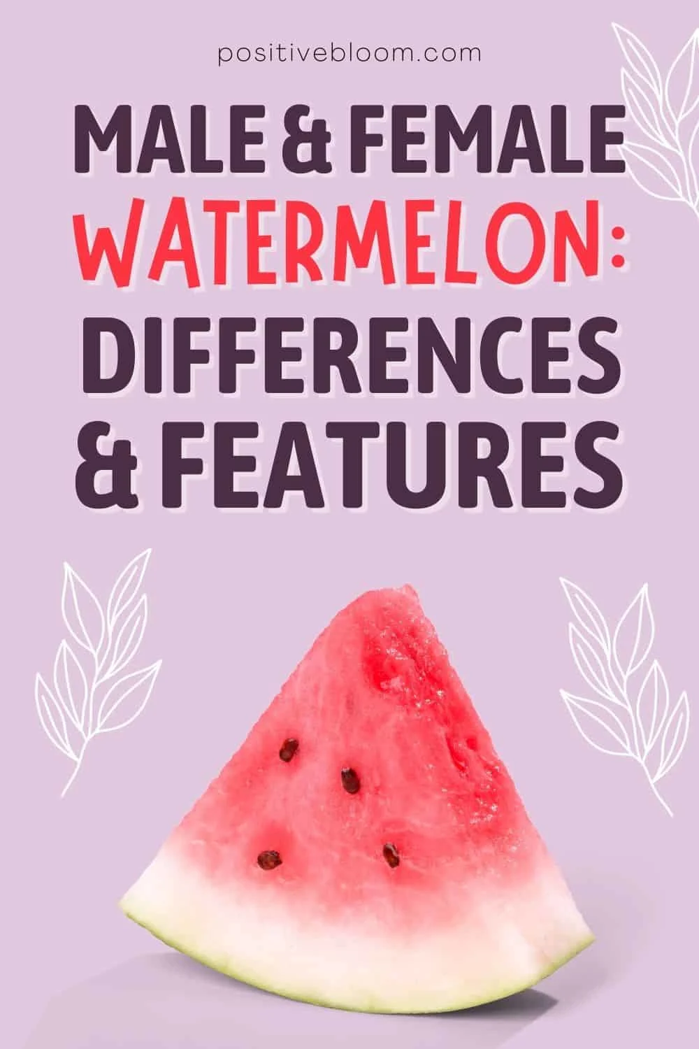 Male And Female Watermelon Differences and Features