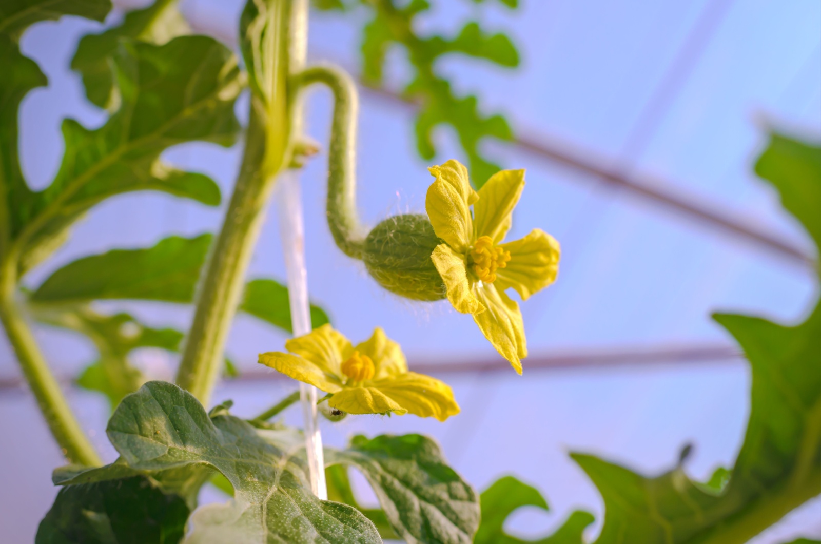 Male And Female Watermelon Flowers