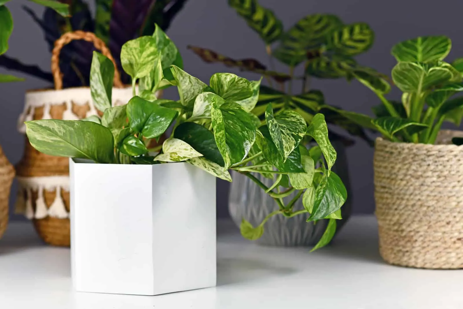 Marble Queen' pothos houseplant with white variegation in flower pot
