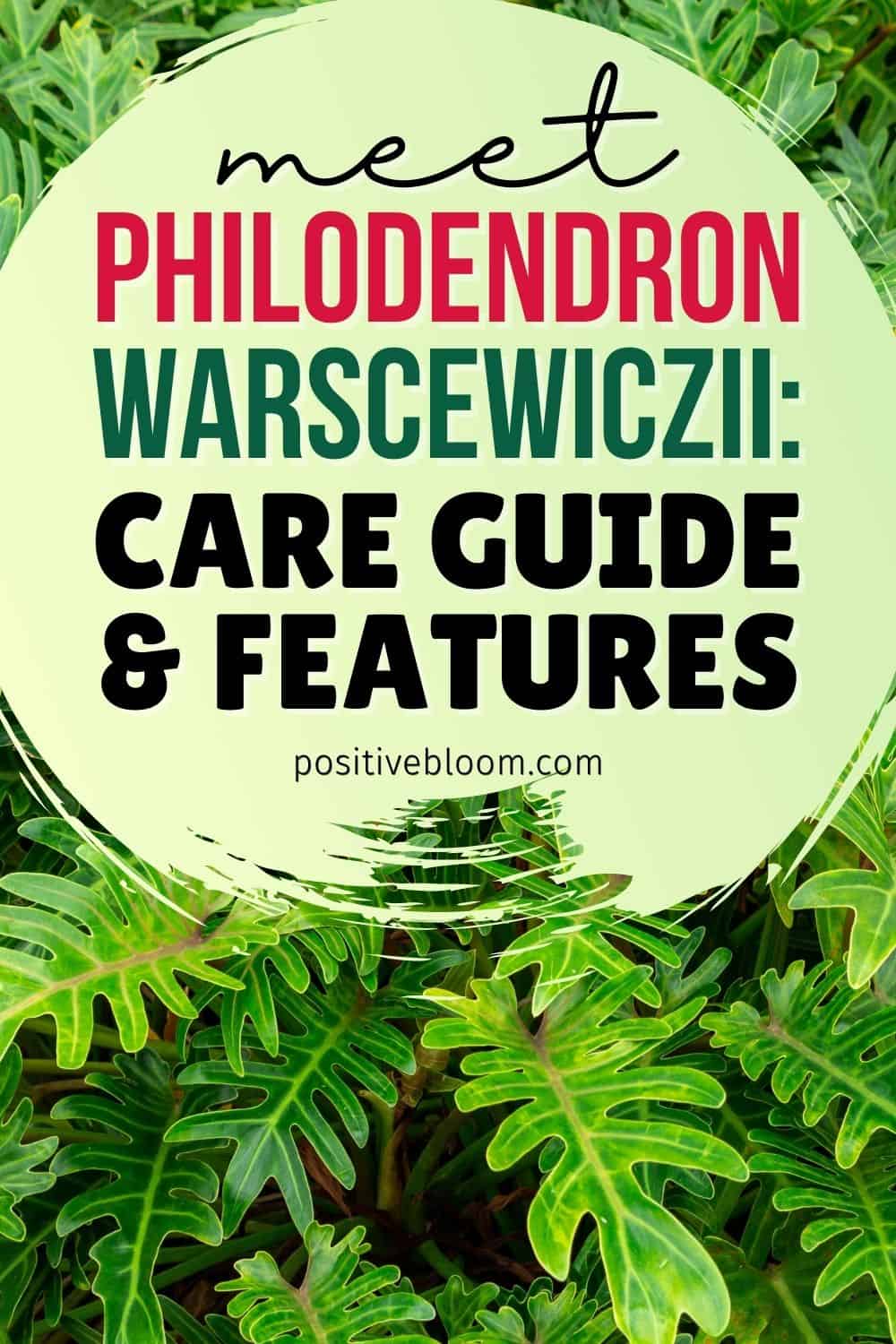 Meet Philodendron Warscewiczii: Care Guide And Features
