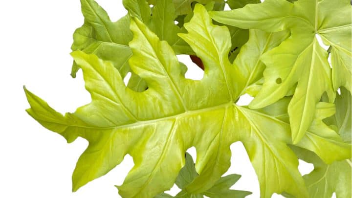 Meet Philodendron Warscewiczii: Care Guide And Features