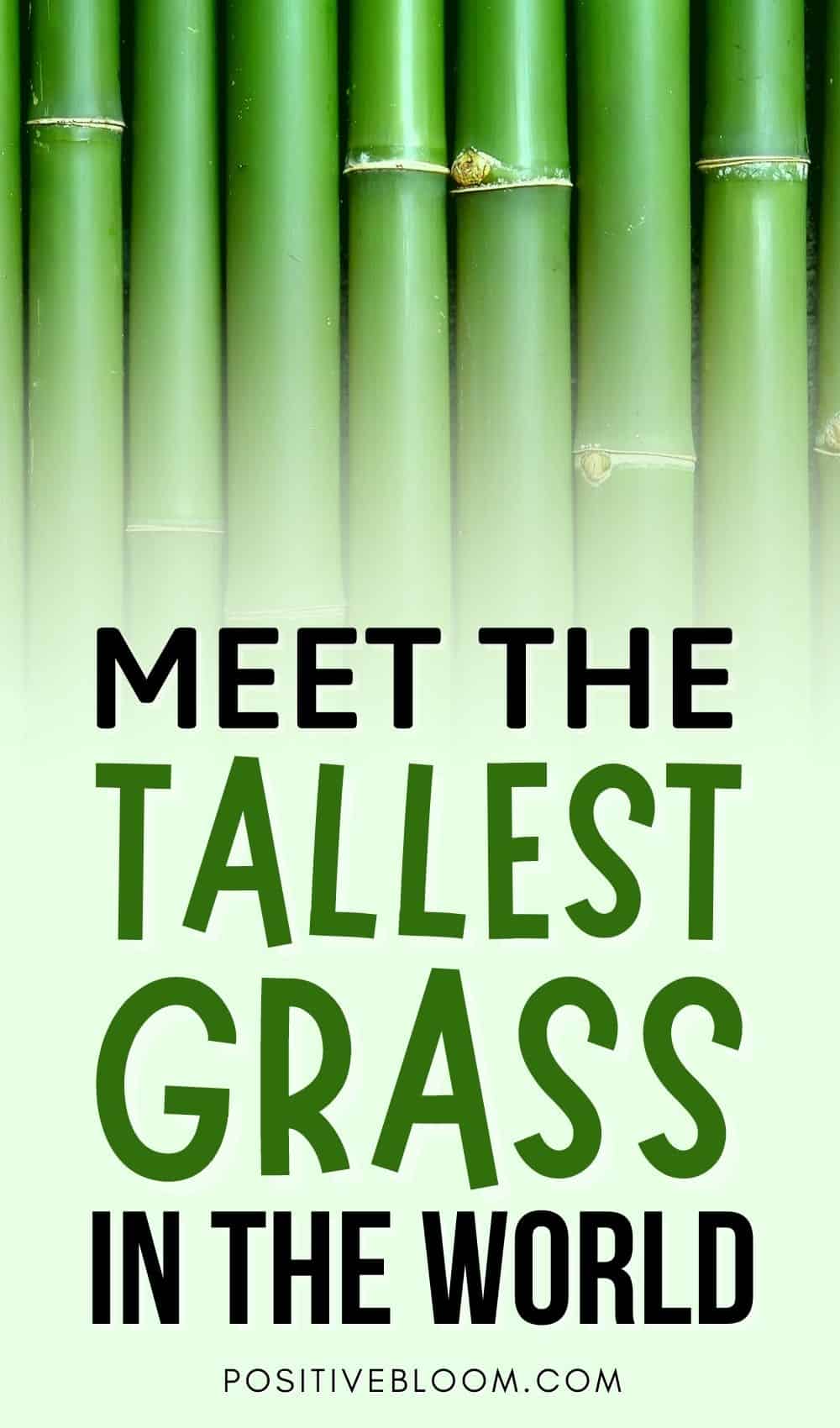 Meet The Tallest Grass In The World Pinterest