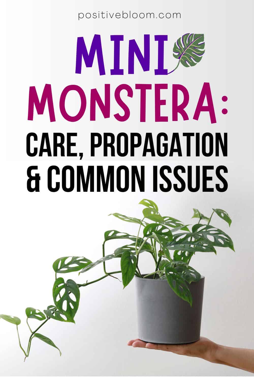 Mini Monstera Care, Propagation & Common Issues