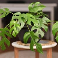 mini monstera in black pot on the table