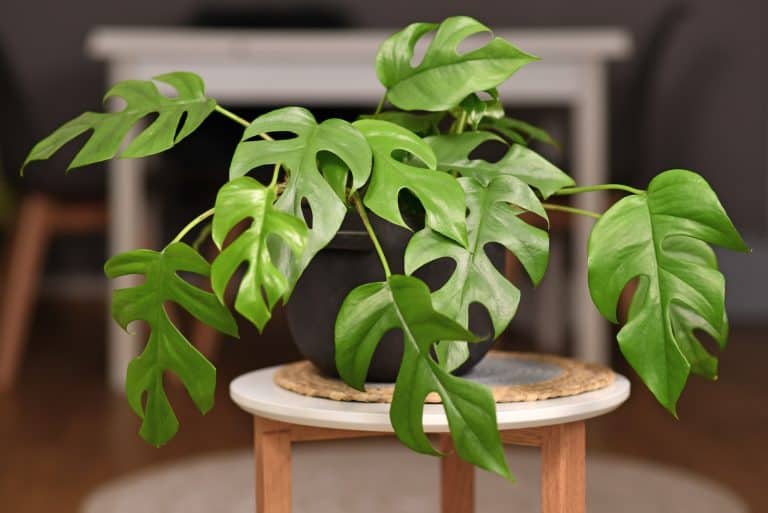 mini monstera in black pot on the table