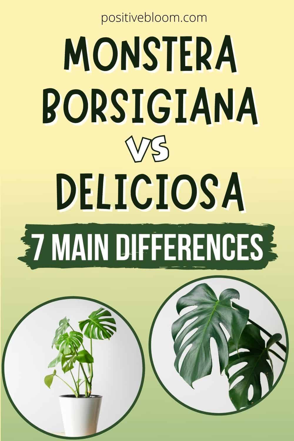 Monstera Borsigiana Vs Deliciosa 7 Main Differences