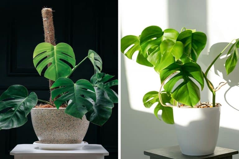 two similar plants in their pots