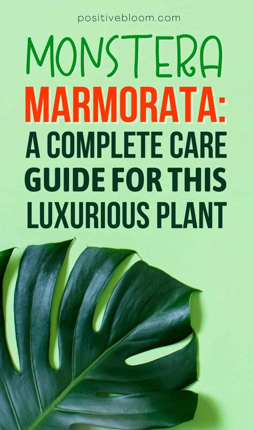 Monstera Marmorata A Complete Care Guide For This Luxurious Plant