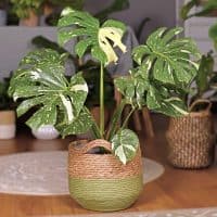 monstera marmorata in the basket