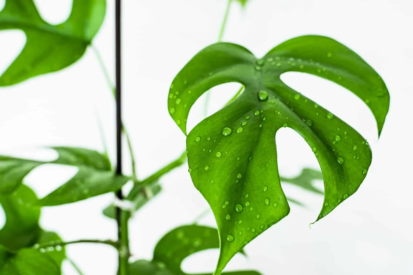 Monstera Minima leaf with water droplets