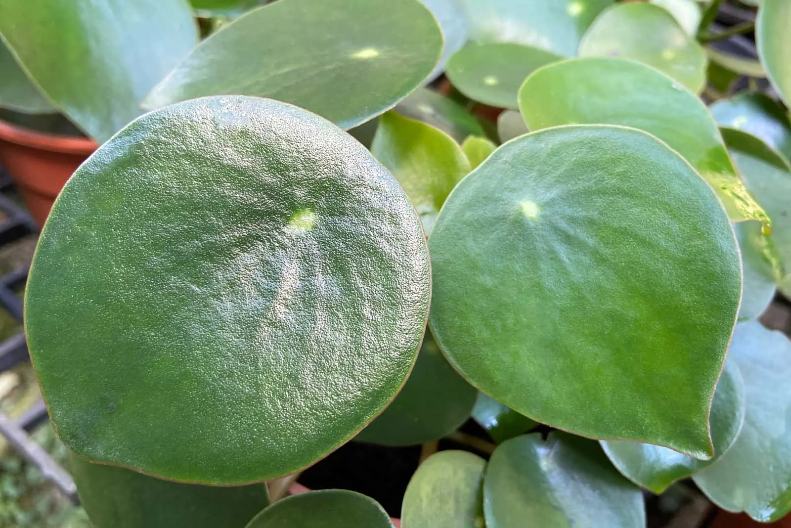 Peperomia Raindrop leaves in the garden