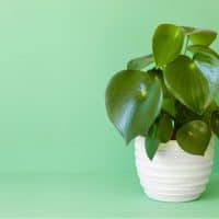 peperomia rana verde in white pot