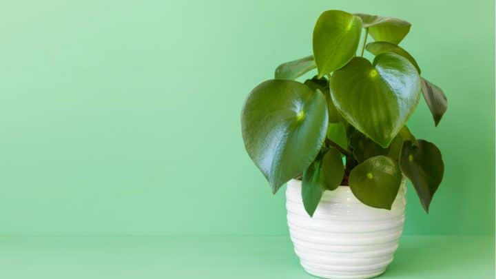 Peperomia Rana Verde: Features And Tips For Care