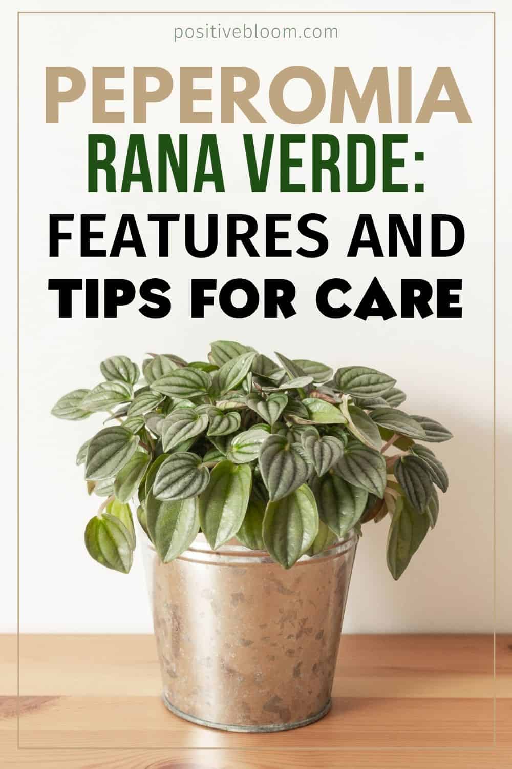 Peperomia Rana Verde: Features And Tips For Care Pinterest