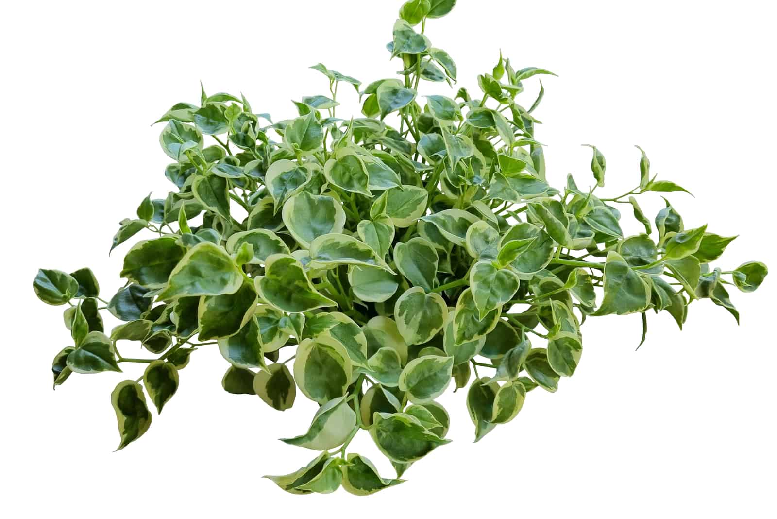 Peperomia Scandens Variegata: Care, Propagation & Common Issues