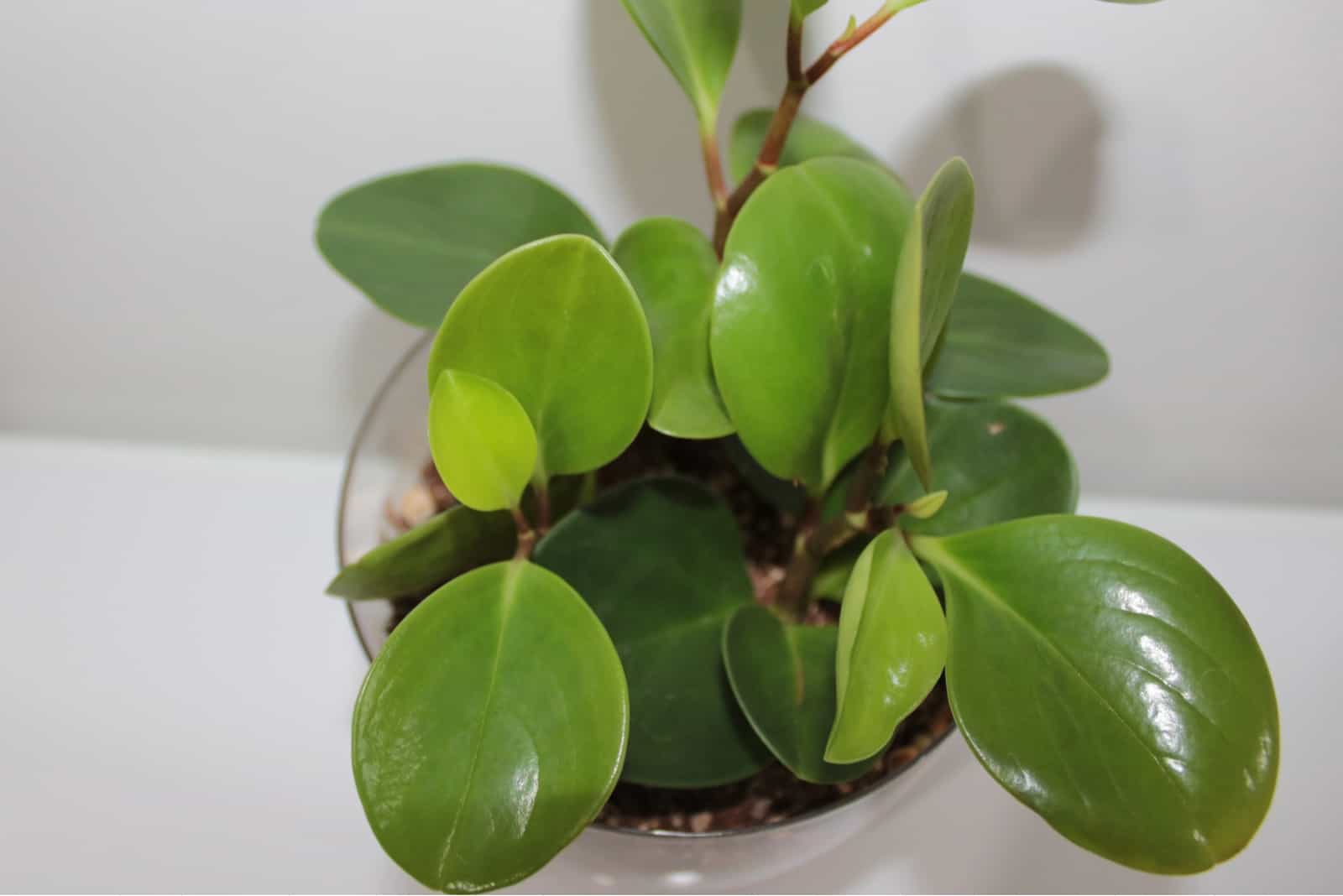 Peperomia plant with flashlighted leaves