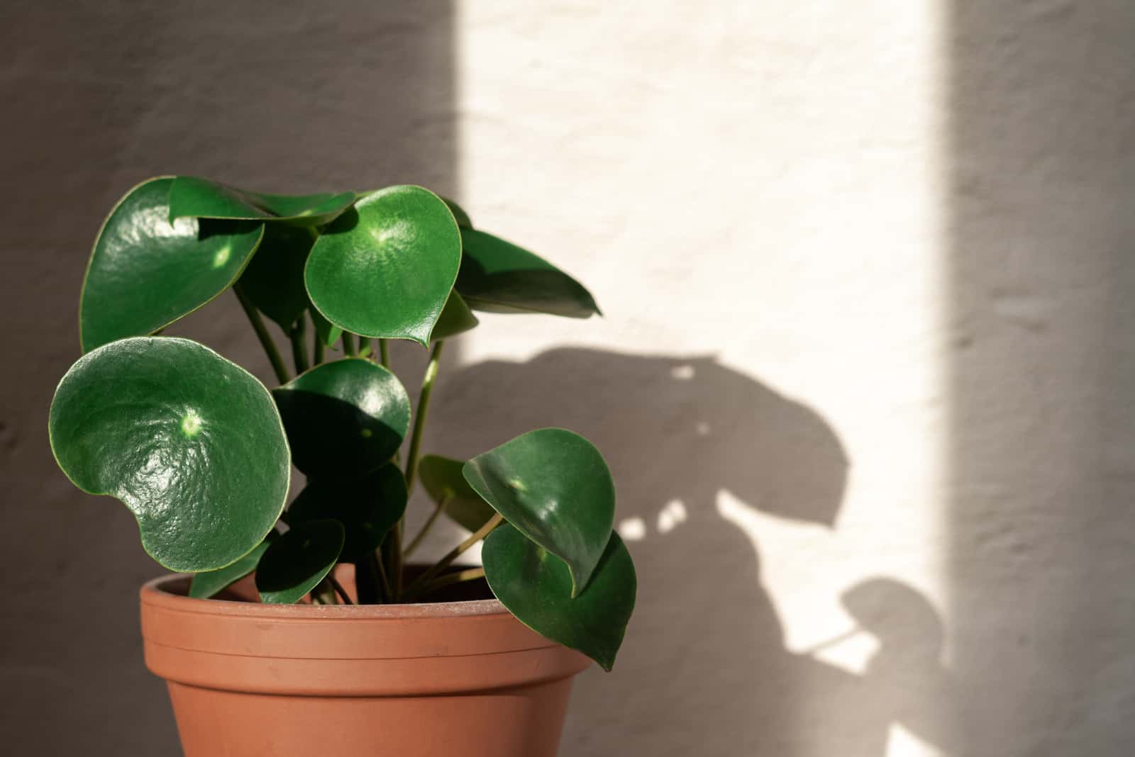 Peperomia rana verde plant in sunlight