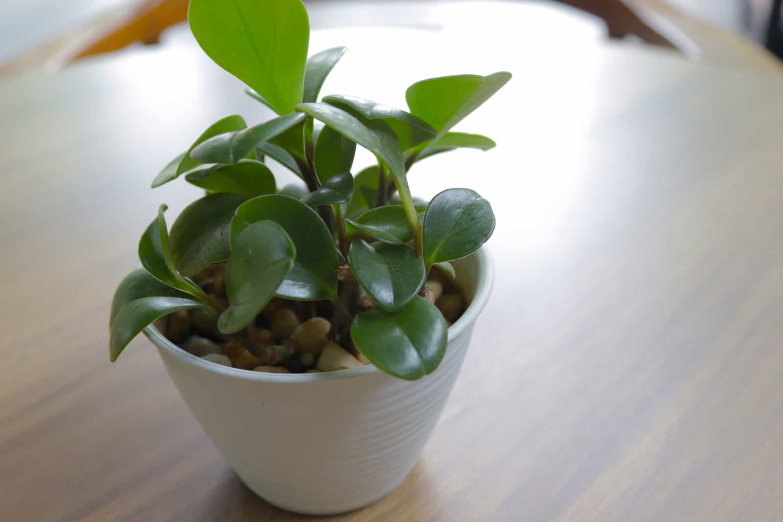 Peperomia rana verde plant on the table
