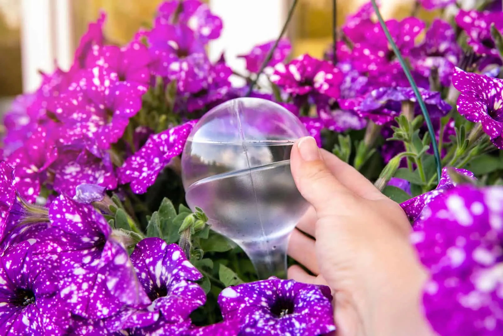 Person hand attaching self watering device globe inside potted petunia
