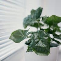 Philodendron Atom sitting by window