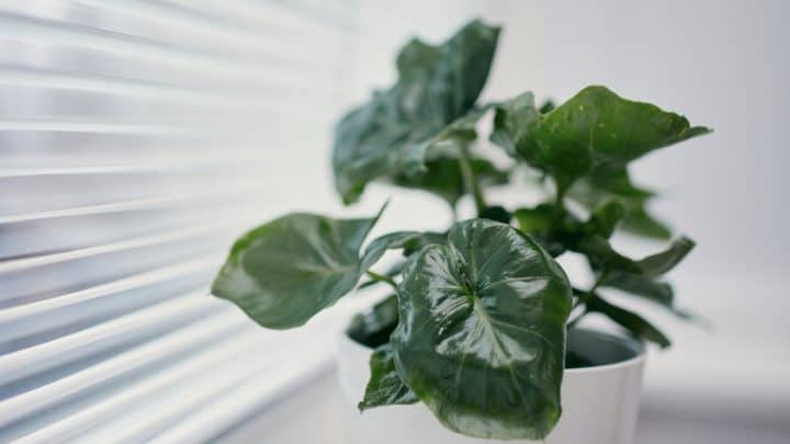 Philodendron Atom – How To Grow And Care For It