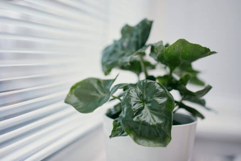 Philodendron Atom sitting by window